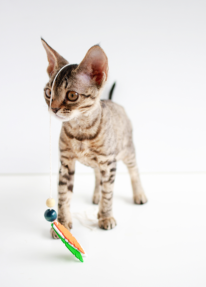 Entertain your feline friends: DIY Feathered Cat Toys | www.highwallsblog.com