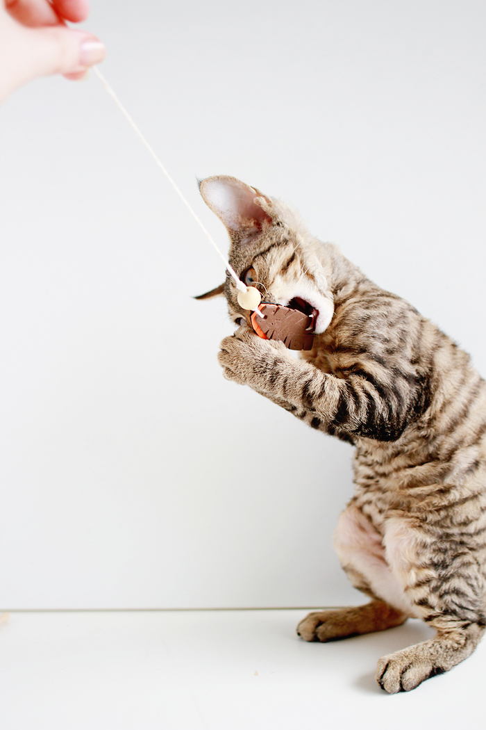 Entertain your feline friends: DIY Feathered Cat Toys | www.highwallsblog.com